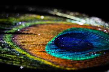 Fototapeta premium Colorful peacock feather for background