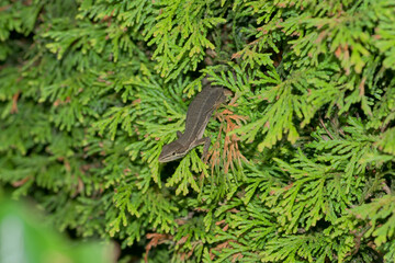 茂みから飛び出るニホンカナヘビ