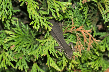 茂みから飛び出るニホンカナヘビ