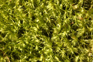 forest green moss texture, very beautiful young grass background ,coniferous moss close-up