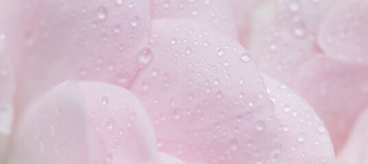 Soft focus, abstract floral background, pink rose flower petals with water drops. Macro flowers backdrop for holiday brand design