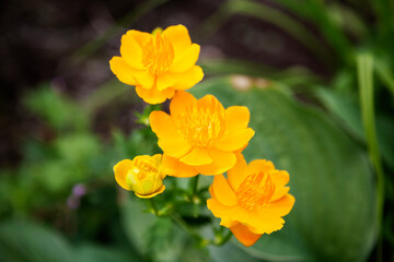 several crisp yellow flowers found in park