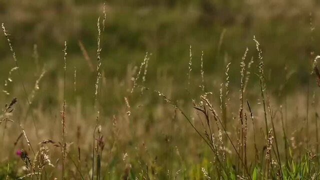 Gras in sanfter Brise