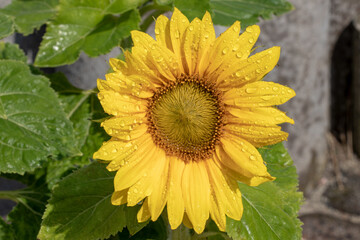 Summer flower background. Close-up of a beautiful just opened sunflower with water drops after a summer rain. Macro photograph.