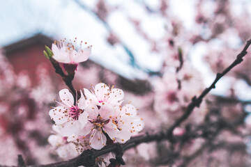 Sakura blossoming branch close up. Beautiful blooming cherry on a light background.