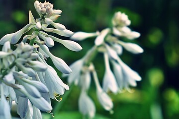 Tajemniczy ogród. Baśniowe kwiaty funkii (Hosta) odmiany "Big Dady".  © Lancan