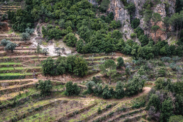 Fototapeta na wymiar Fruit orchards on a slopes next to Maronite Order Monastery of Qozhaya, located in Qadisha Valley in Lebanon