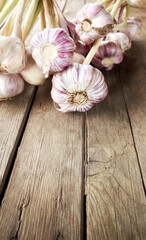 Close up picture of fresh organic garlic on a wooden table, selective focus, space for text.