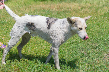 Fototapeta premium Portrait of white mixed breed patient dog standing on a grass while being under wash procedure at summer season.