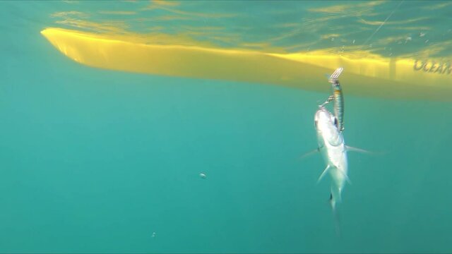 Underwater view of a oblade fish hooked to a lure being pulled out of water by a fisherman standing on a kayak off the coast of Mil Palmeras Beach.