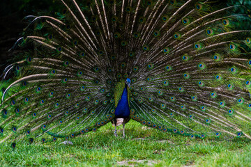 Obraz premium Peacock courting ritual peahen looks at male