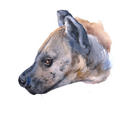 Watercolor single hyena isolated on a white background illustration.