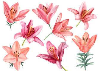 Fototapeta na wymiar Lilies, pink flowers set on isolated white background, watercolor illustration, collection, greeting cards