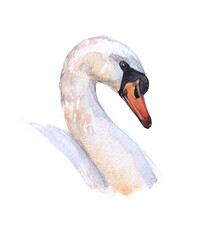 Watercolor single swan animal isolated on a white background illustration.