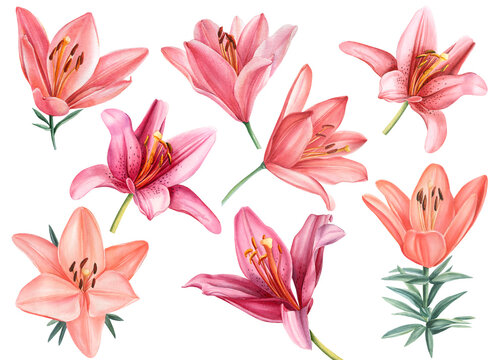 Lilies, pink flowers set on isolated white background, watercolor illustration, collection, greeting cards