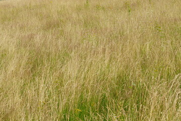 Gras Steppe