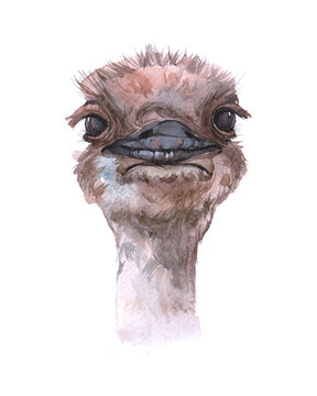 Watercolor realistic ostrich animal isolated on a white background illustration.