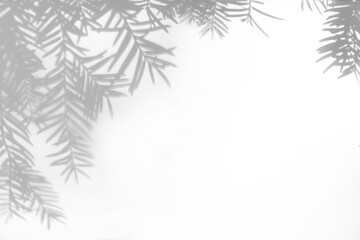 Blurred overlay effect for photo. Gray shadows of fir tree branches on a white wall. Abstract...