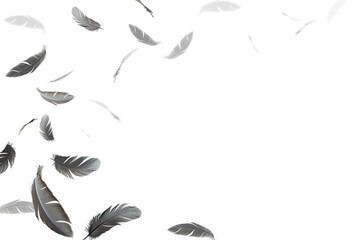 Group of black feathers bird floating in the air. feather abstract isolate on white background.
