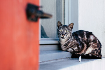 Chat tigré gris et blanc assis tout seul sur le bord d'une fenêtre dans la rue	