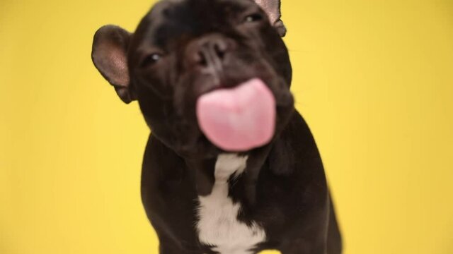 beautiful french bulldog dog is licking the glass in front of him and standing on yellow background