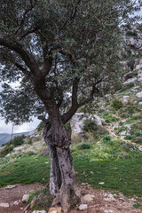 Fototapeta na wymiar Olive tree in Kadisha Valley also spelled as Qadisha in Lebanon