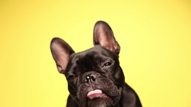 little french bulldog dog sitting with his head on his back, licking his mouth repeatedly on yellow background