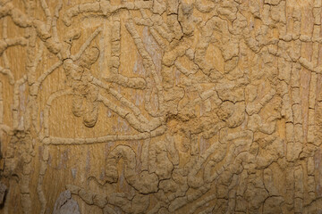 bark beetle on a tree trunk makro