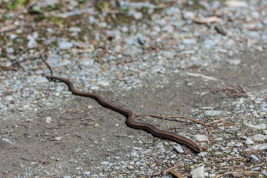 snake slowworm in the sun on the ground