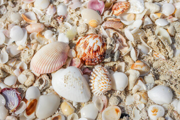 Seashells on the beach
