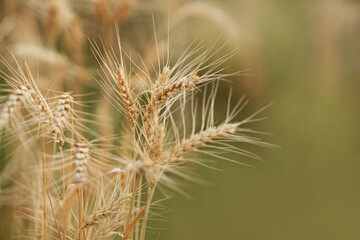 close-up of ripe wheat
