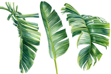 Watercolor Collection of tropical leaves, isolated on white background. palm leaf, jungle clipart © Hanna
