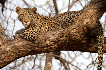 Fototapeta na wymiar Leopard relaxing on a branch and looking confident