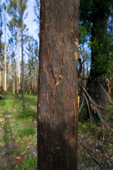 Fototapeta premium Red Gum Tree Bark Cracked 