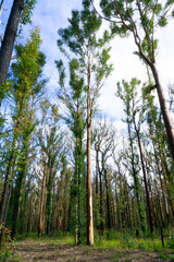 Tall Gum Reborn After Bush Fires