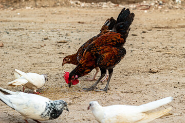 free range chicken on farm