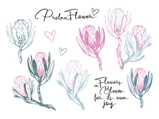 Pastel protea flowers and sign. Watercolor outline, soft color graphic. Vector illustration on white backdrop.