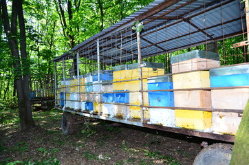 Fototapeta na wymiar apiary, bees carry the nectar in the hives