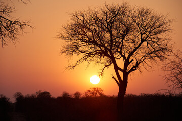 Fototapeta na wymiar Sunset in the savannah of South Africa