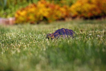 The Greek tortoise (Testudo graeca), also known commonly as the spur-thighed tortoise, a turtle in the green grass.