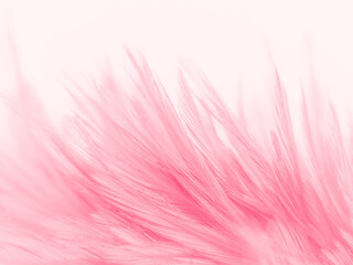 Obraz premium Beautiful abstract white and pink feathers on white background and soft white feather texture on pink pattern and pink background, feather background, pink banners