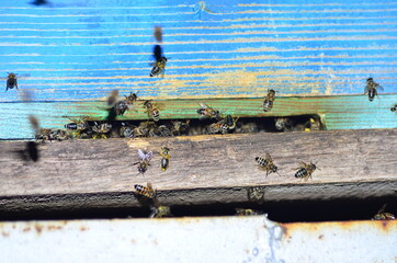 apiary, bees carry the nectar in the hives