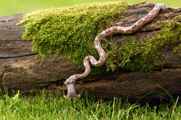 The corn snake (Pantherophis guttatus) with prey on a green background. A color mutation of a corn...