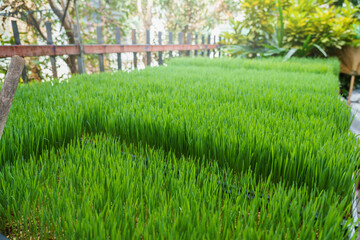 Wheatgrass in the planting tray