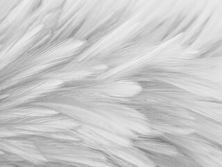 Beautiful abstract black feathers on white background and soft white feather texture on white...