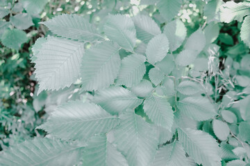 green leaves on a tree close-up, place for text with a floral theme