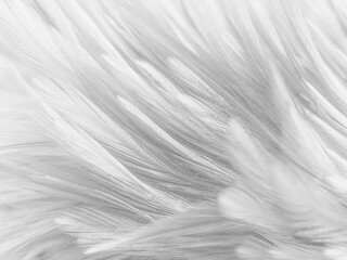 Beautiful abstract black feathers on white background and soft white feather texture on white pattern and dark background, gray feather background, black banners