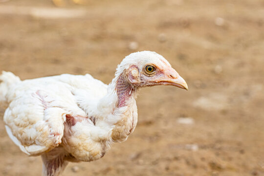 white Asil chicken chicks  in India 