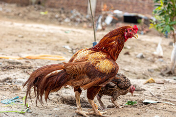 rooster in the farm
aseel 
