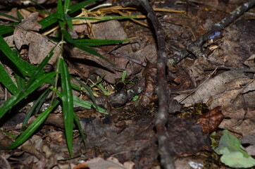 apiary, bees carry the nectar in the hives